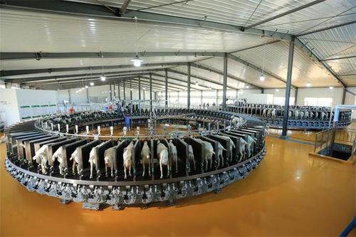 奶源制勝時(shí)代 國(guó)貨之光星飛洋強(qiáng)勢(shì)來(lái)襲